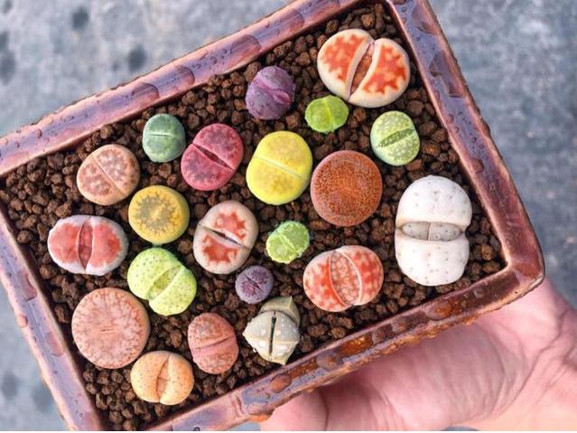 多肉的100个常见品种,10种公认的多肉