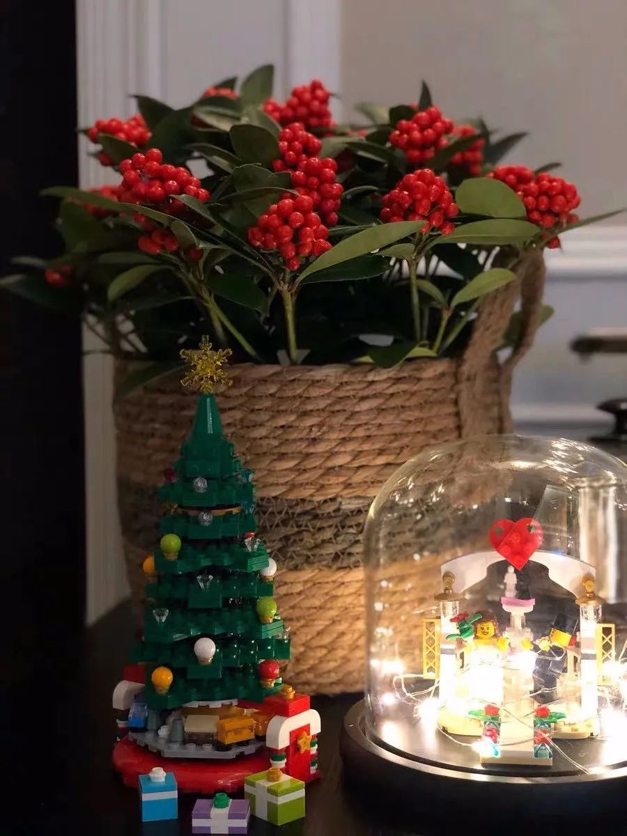 家里可以养红玉珠吗,家里养郁金香花好吗