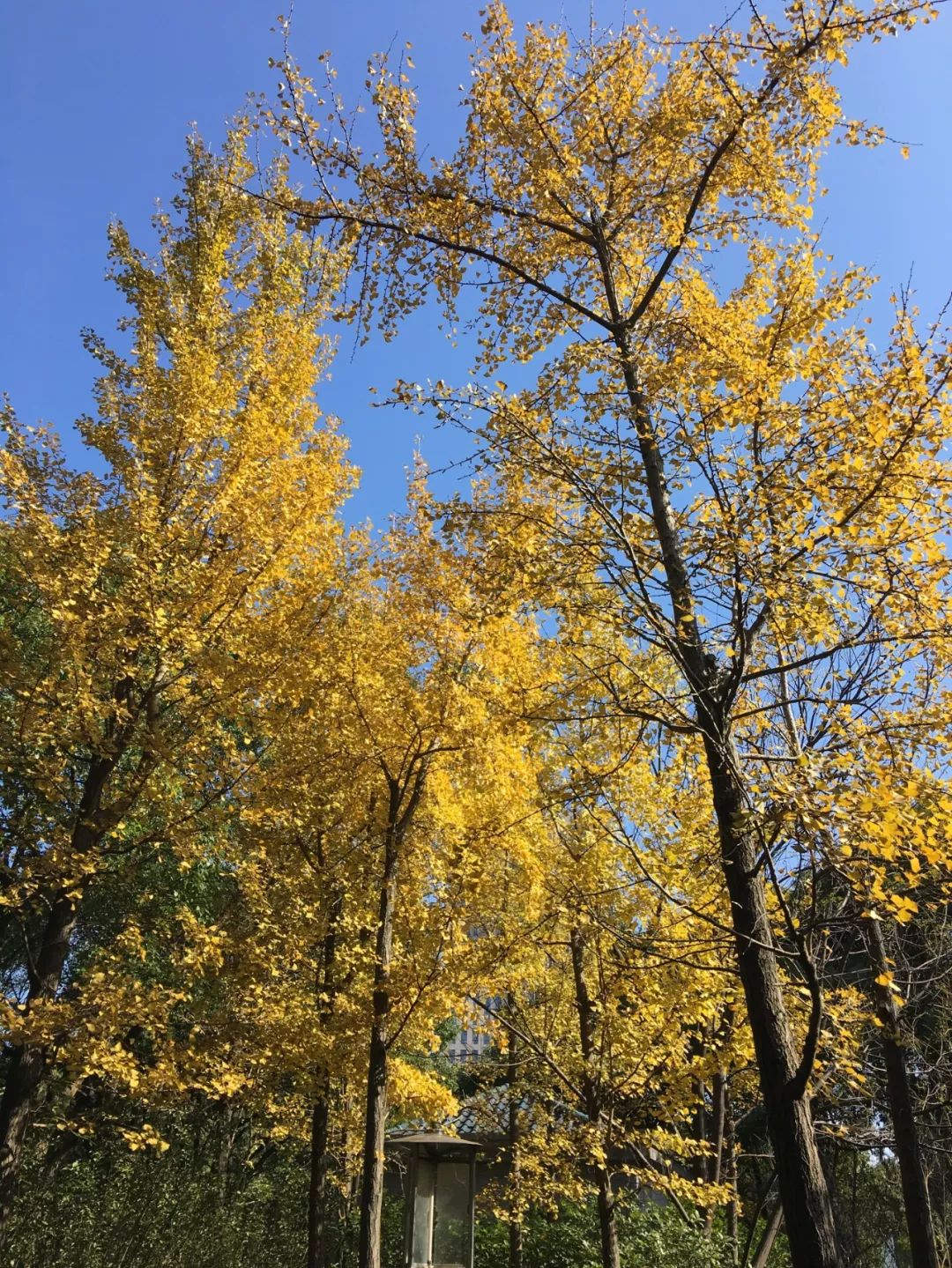 上海银杏叶打卡的地方,上海周边哪里有银杏叶