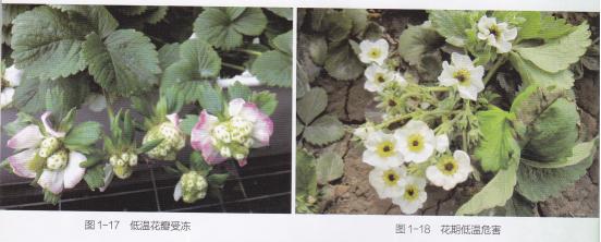 什么品种的草莓产量多又好吃又甜,什么草莓品种丰产又好吃