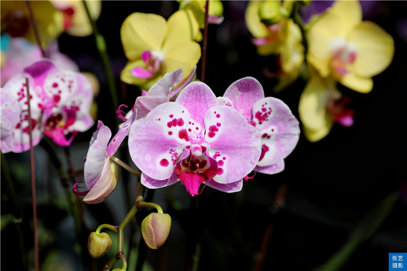 广州逛花市去哪里最好,广州岭南花卉市场人气旺似行花街