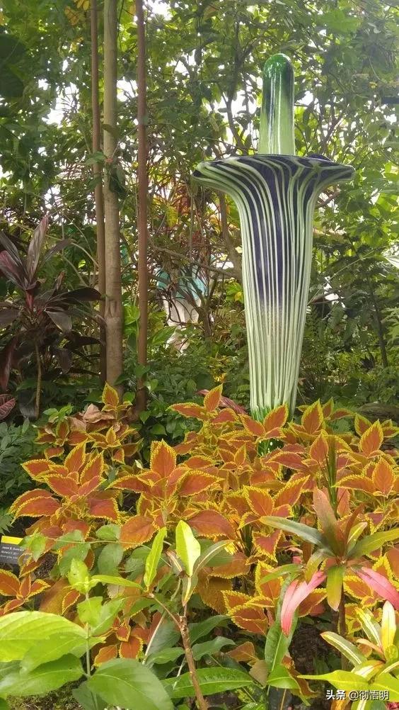 十种稀有长寿花,80个长寿花品种全都美极了