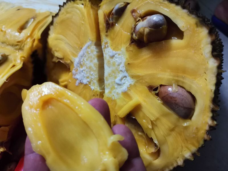 海南菠萝蜜怎么挑选出熟没熟,如何挑选好吃的菠萝蜜视频