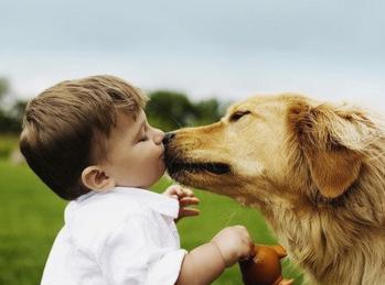 8岁金毛来大姨妈,金毛第一次来大姨妈什么样