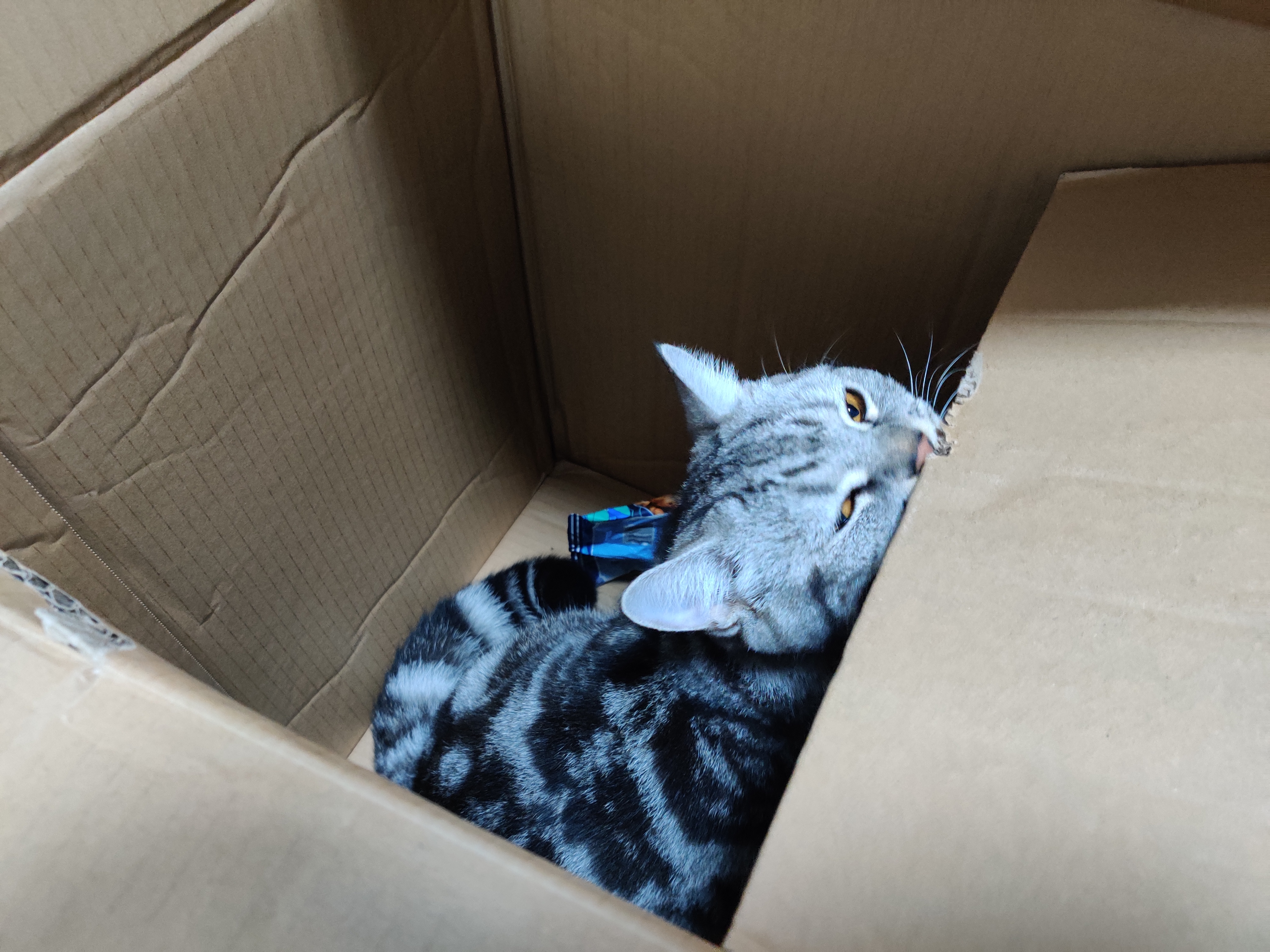 教你如何走出失去宠物的悲伤漩涡，一起共勉