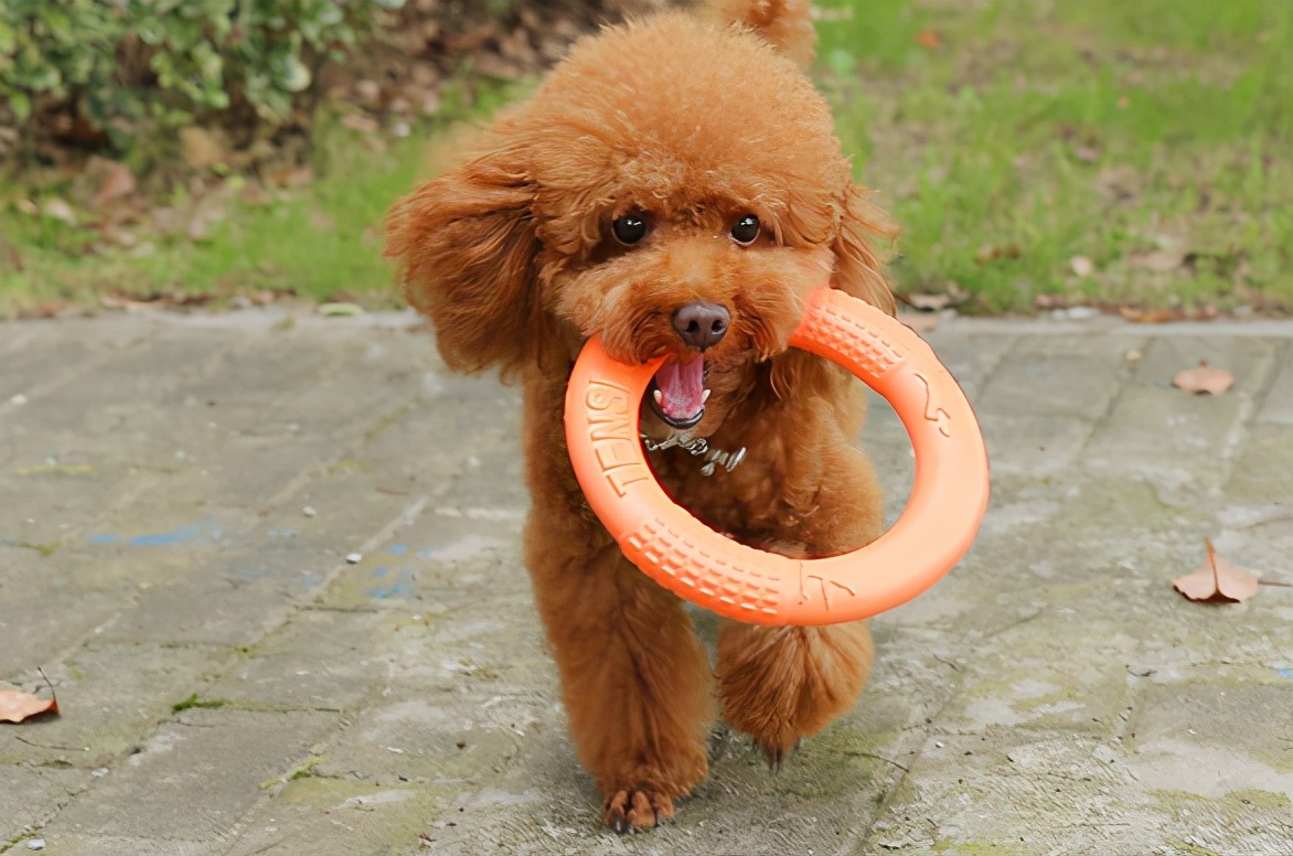 狗狗被跳蚤咬了身上有血痂怎么办,狗狗有跳蚤怎么办