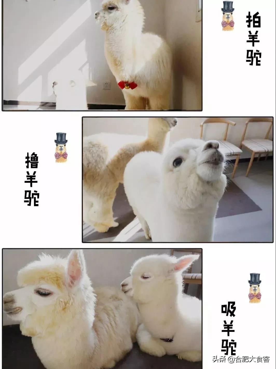 安徽合肥网红排前100名,合肥18-19年比较火的网红