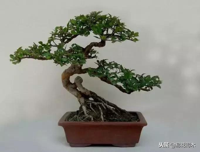 野山楂下山桩用什么土壤好,下山桩保湿成活技术