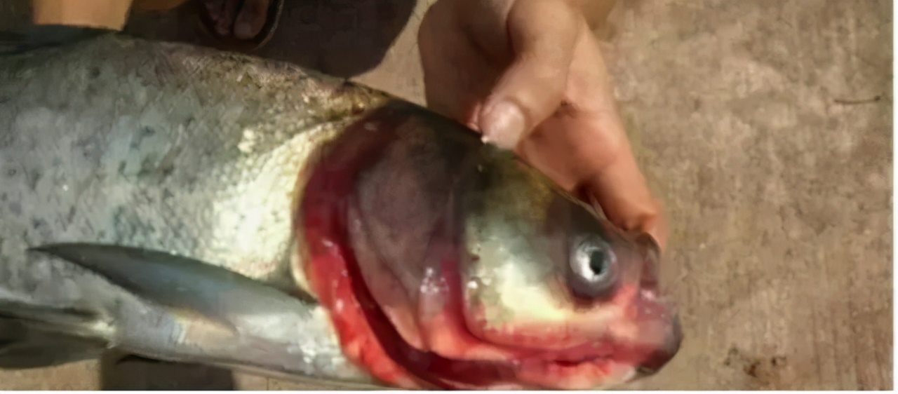 流水养鱼水霉病的鱼怎么治疗,鱼出血病和败血病