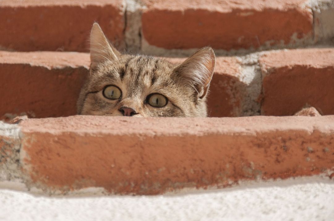 拖延症患者自救手册中提到的冥想,重度拖延症自救手册