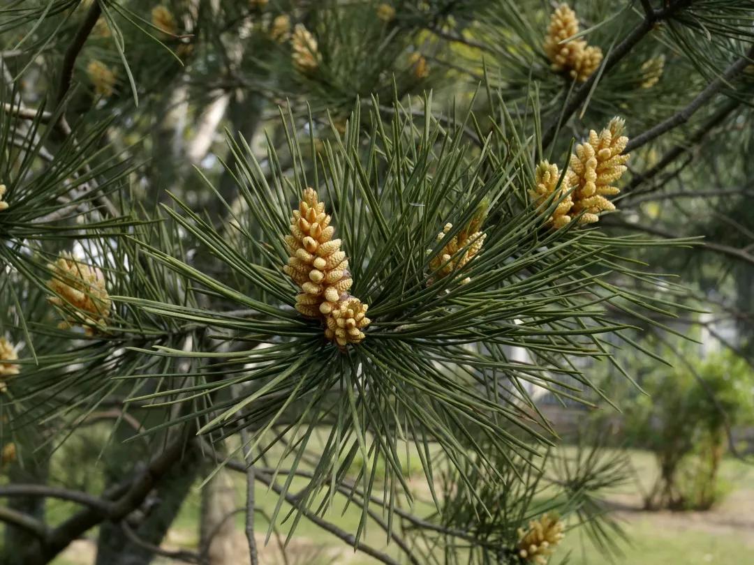 这种植物花不是花，果不是果，但还挺好吃