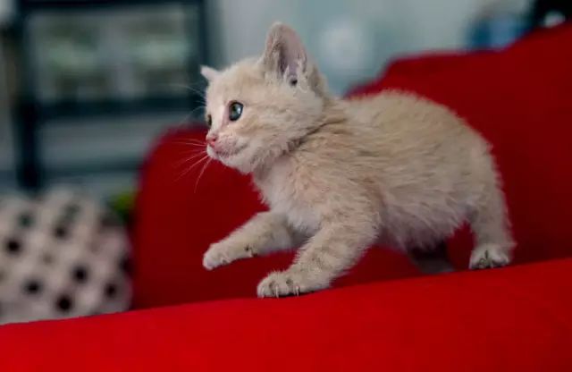 漫画家韩李李：为什么有的生命还在跟你说话，有的却变成了一道菜