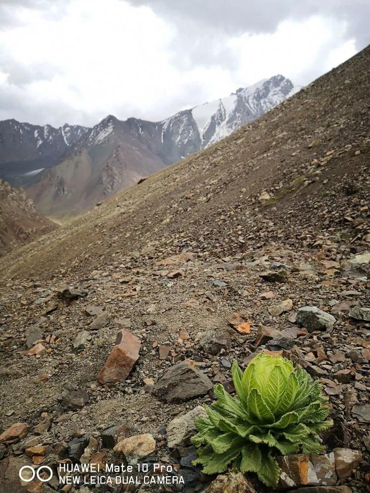 天狼之路是否值得一走,传说中的天狼