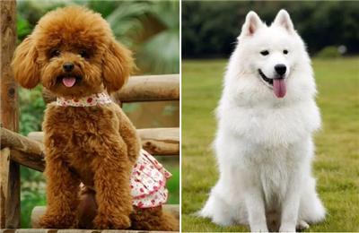 成熟狗狗穿搭,狗界王老五的时尚型穿搭示范