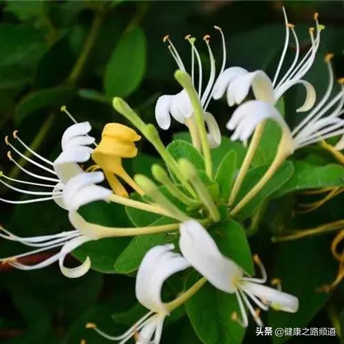 它是家中的天然良药，只要闻一闻大病小病全走光99%的人都不知道