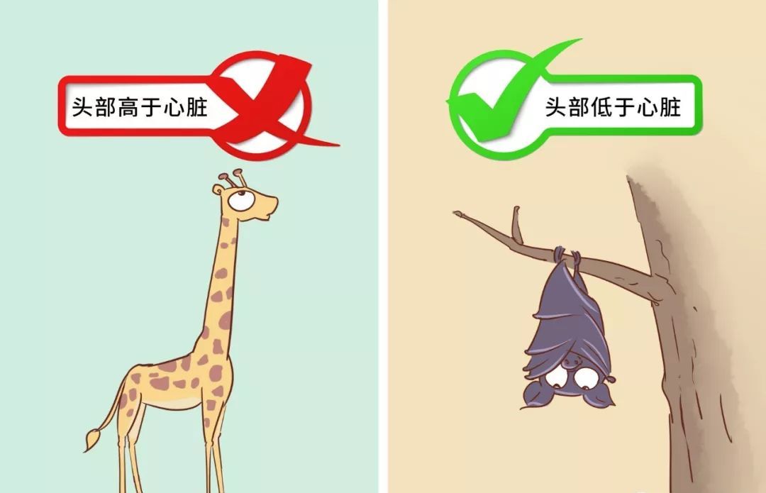 孕妈们早期头晕都是如何缓解的,孕妈头晕恶心怎么回事