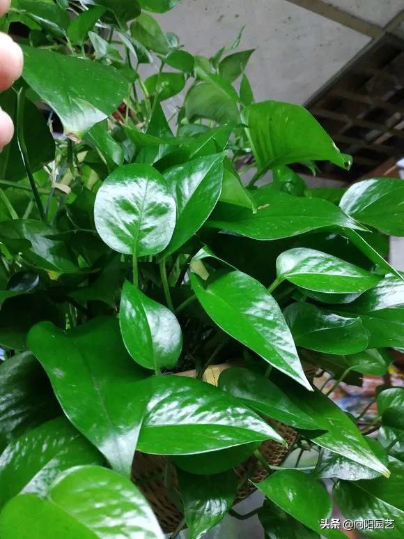 绿萝养不好总是黄叶子是怎么回事,养护绿萝出现了黄叶怎么办
