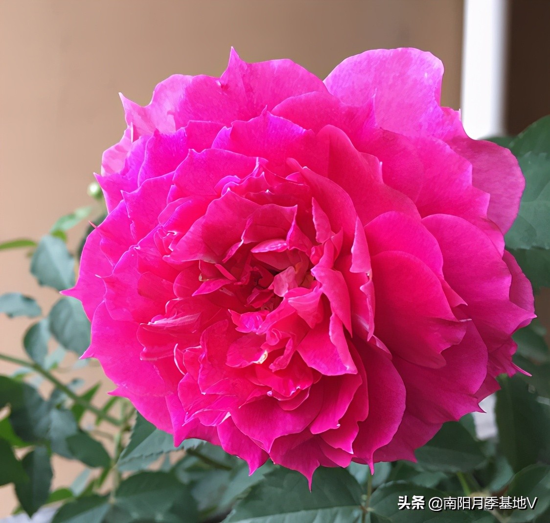 香气大的月季品种大全图片,月季十种好闻的香味