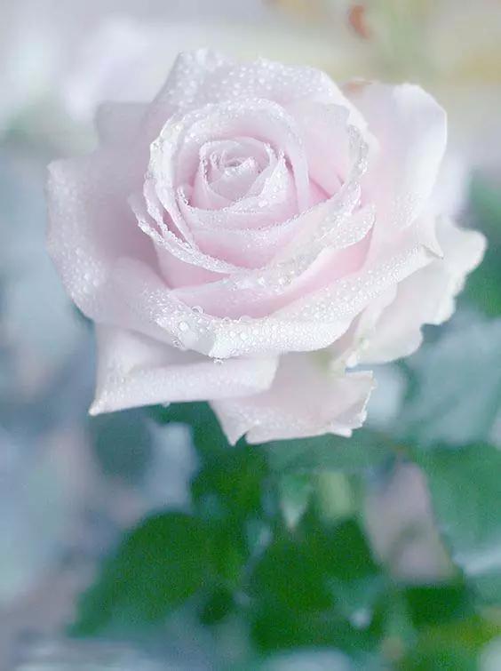 至爱之花,至爱之花歌曲