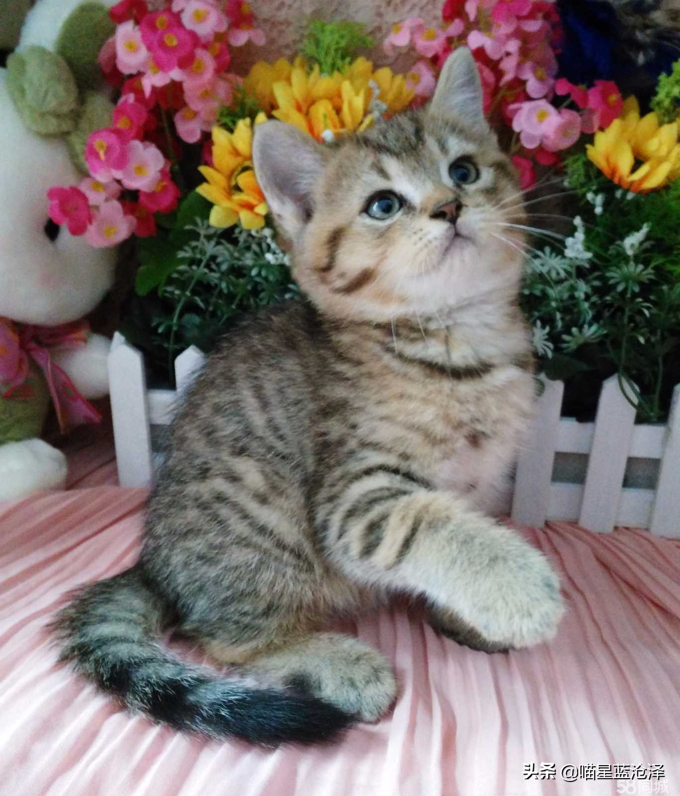 来看看英短蓝猫到底多可爱,英短蓝猫怎么才是正统