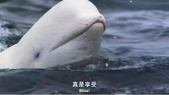 这6部电影足以秒杀大部分电影,十部必看旅行纪录片人文纪录片