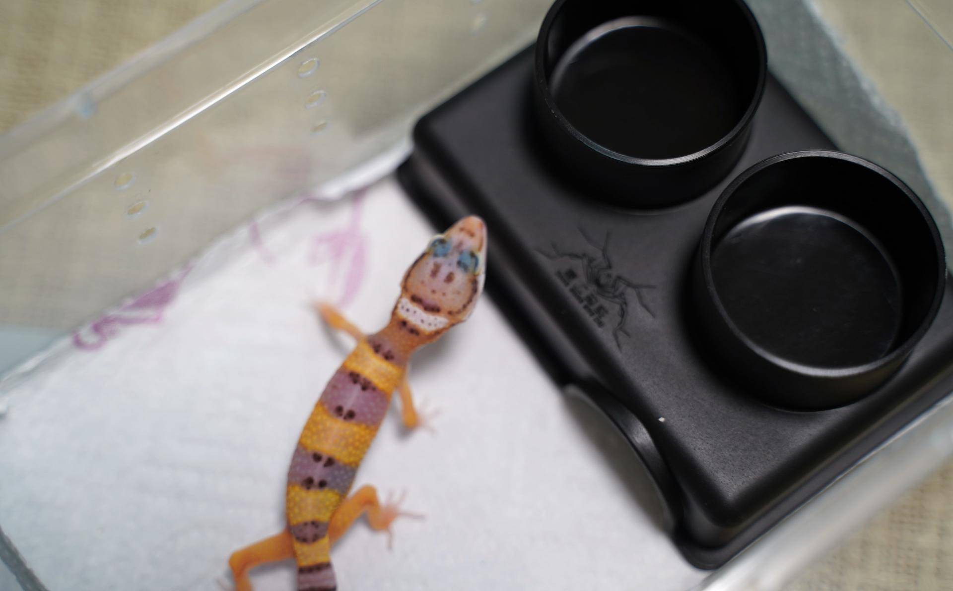 新手如何饲养一只豹纹守宫知乎,如何养好一只豹纹守宫