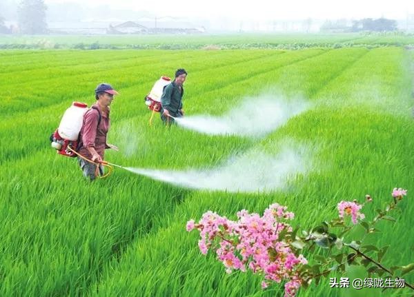 枯草芽孢杆菌能和调节剂混用吗,枯草芽孢杆菌可以治肥害吗