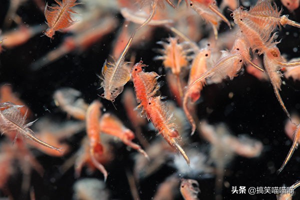 能帮助宠物饲养的各种动物,宠物家庭适合新手养的动物