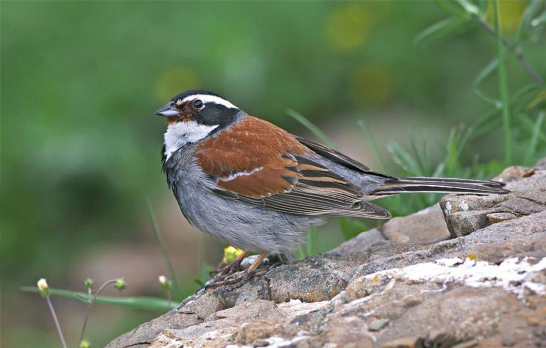 钘忛箑涓轰綍鍦ㄩ噹鐗︾墰鐨勮剼鍗伴噷绛戝发,钘忛箑鏄粈涔堥笩