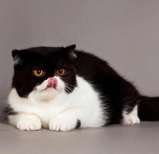 布偶猫加菲猫串串白色,布偶猫猫掉毛最好的解决办法