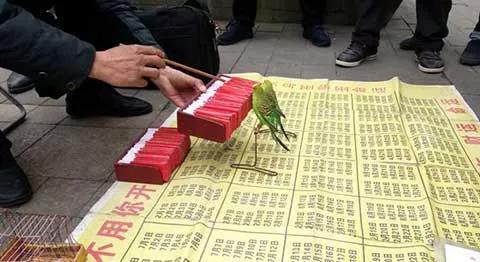 黄雀看相,识破江湖骗术