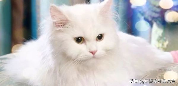 行走的人民币布偶猫,最贵的猫品种排名布偶猫