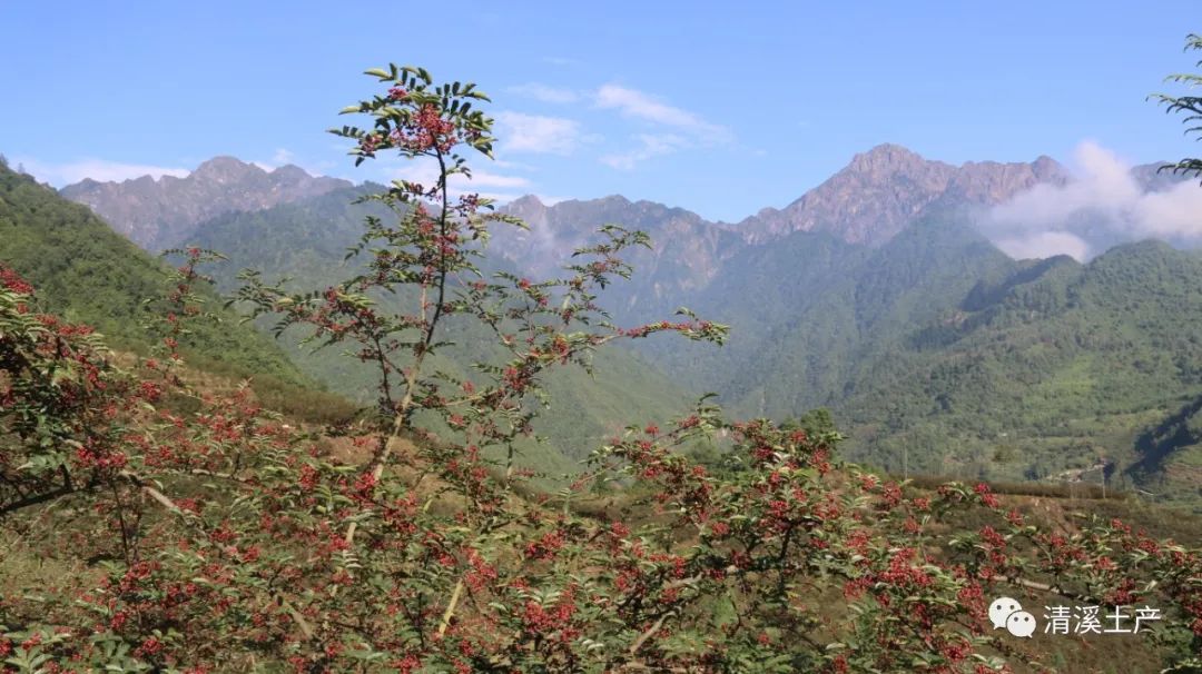 汉源花椒历史文化背景