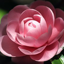 发膜巨顺滑,发膜超香推荐