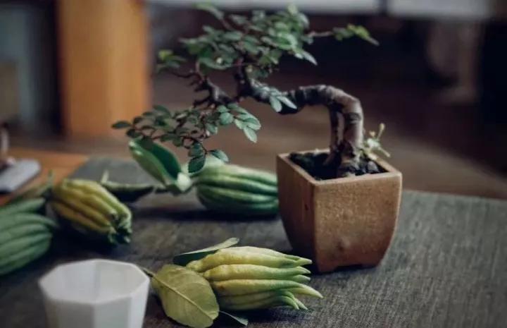 佛手只长叶不开花,佛手只有一种果子