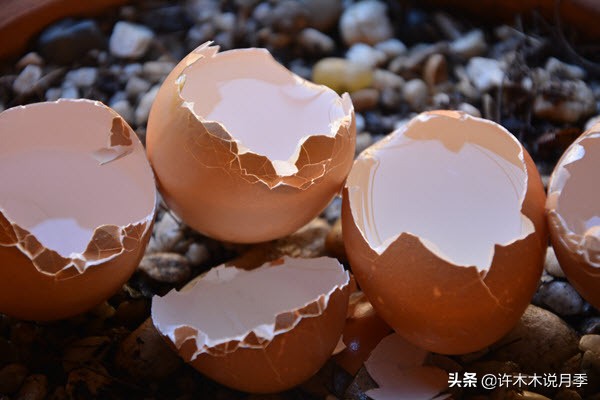 月季忘记埋冬肥了,月季清园几次