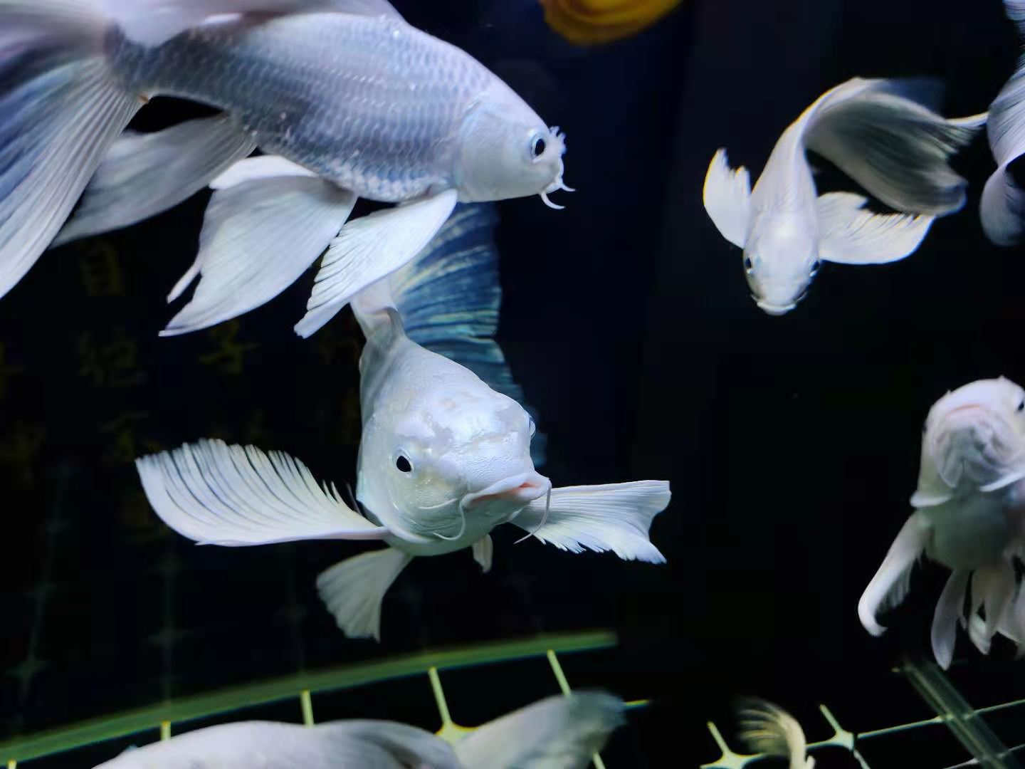 硝化细菌的正确使用方法,硝化细菌在什么情况下使用最合适