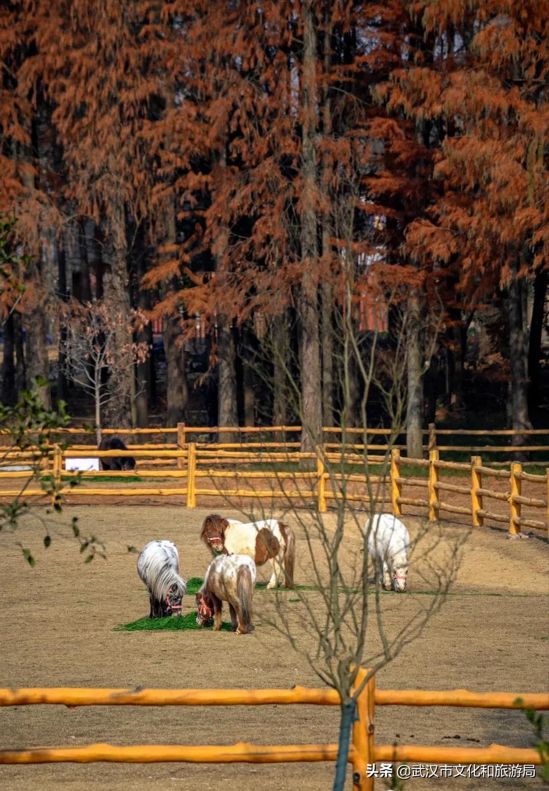 武汉野生动物王国营业时间,武汉野生动物王国有哪些园区