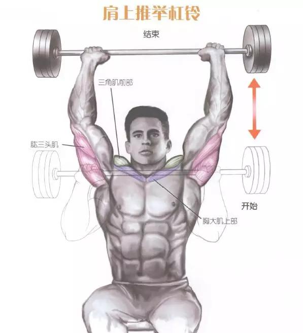 肩部肌肉训练有什么用,肩部训练肌肉线条的美感