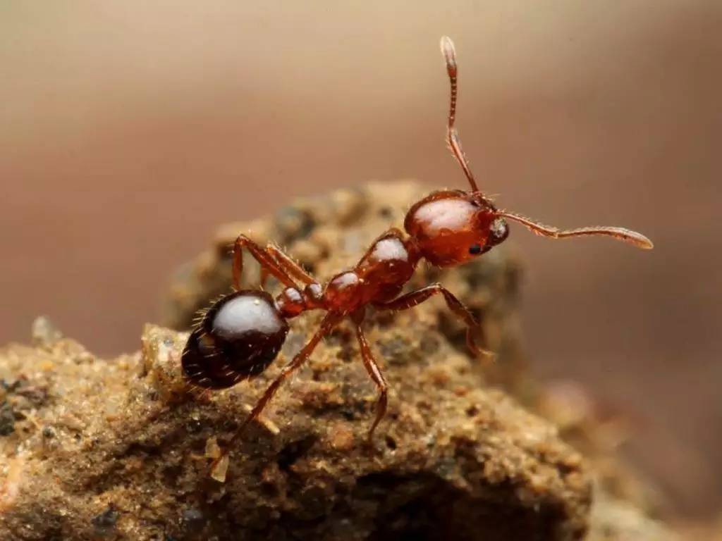 钓鱼有红蚁咬如何防范,正在钓鱼发现红火蚁被咬了一口
