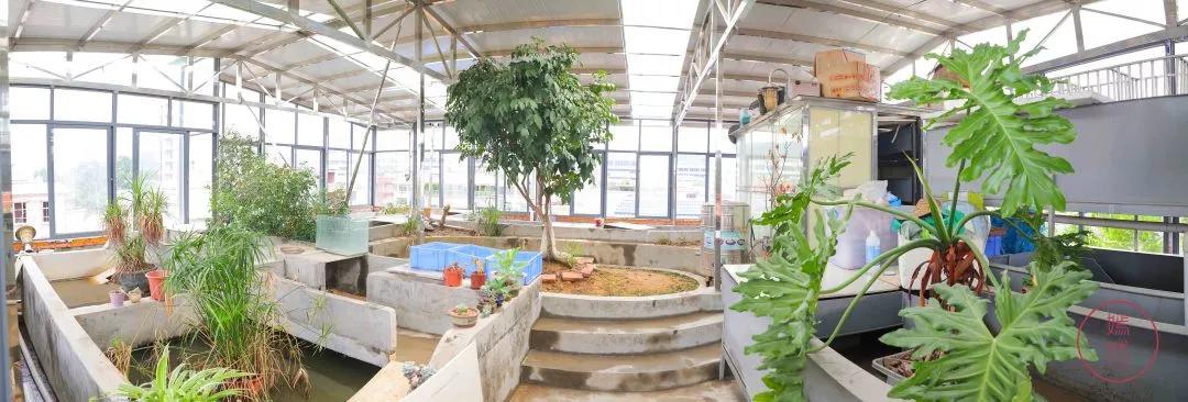 真正有龟的龟苓膏,龟苓膏新发现