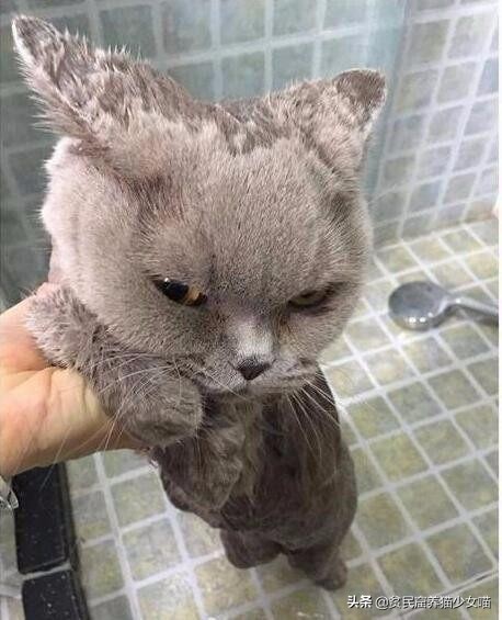 洗猫妙招,洗猫绝招