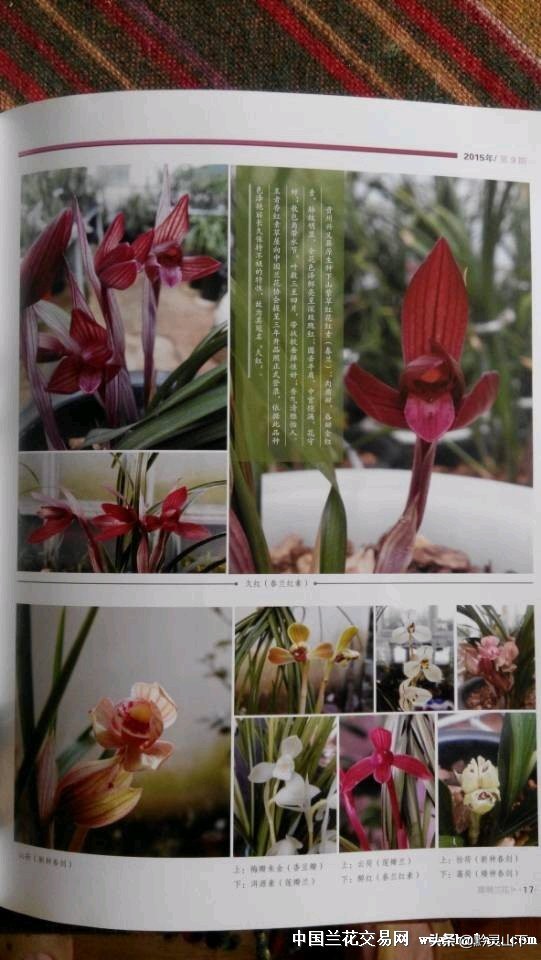 贵州秋芝兰花品种,贵州珍珠矮兰花属于什么品种