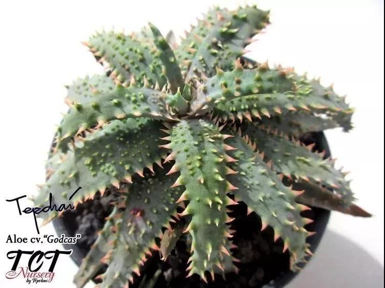 园艺观赏芦荟,园艺芦荟图鉴说明