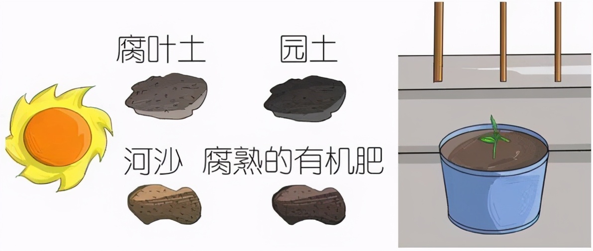 小技巧扛把子教你如何种植石榴,栽石榴方法和技巧