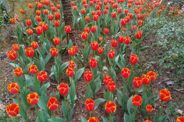 郁金香怎样养花开的久,郁金香怎么养枝叶又绿又硬