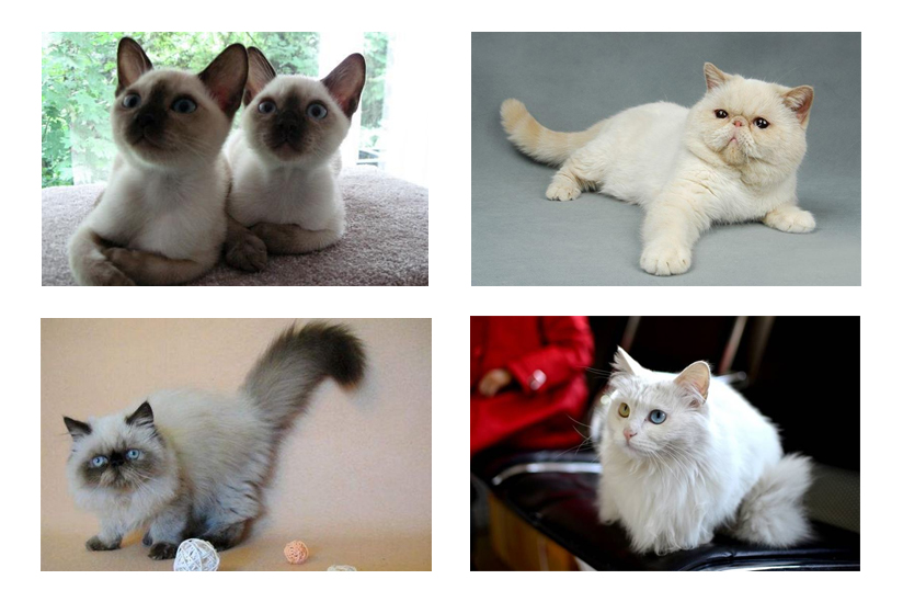 哪些航空能托运宠物猫和狗,可以带宠物的猫咪的航空公司