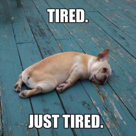 十种烈性犬,这七种烈性犬遇到千万要避开