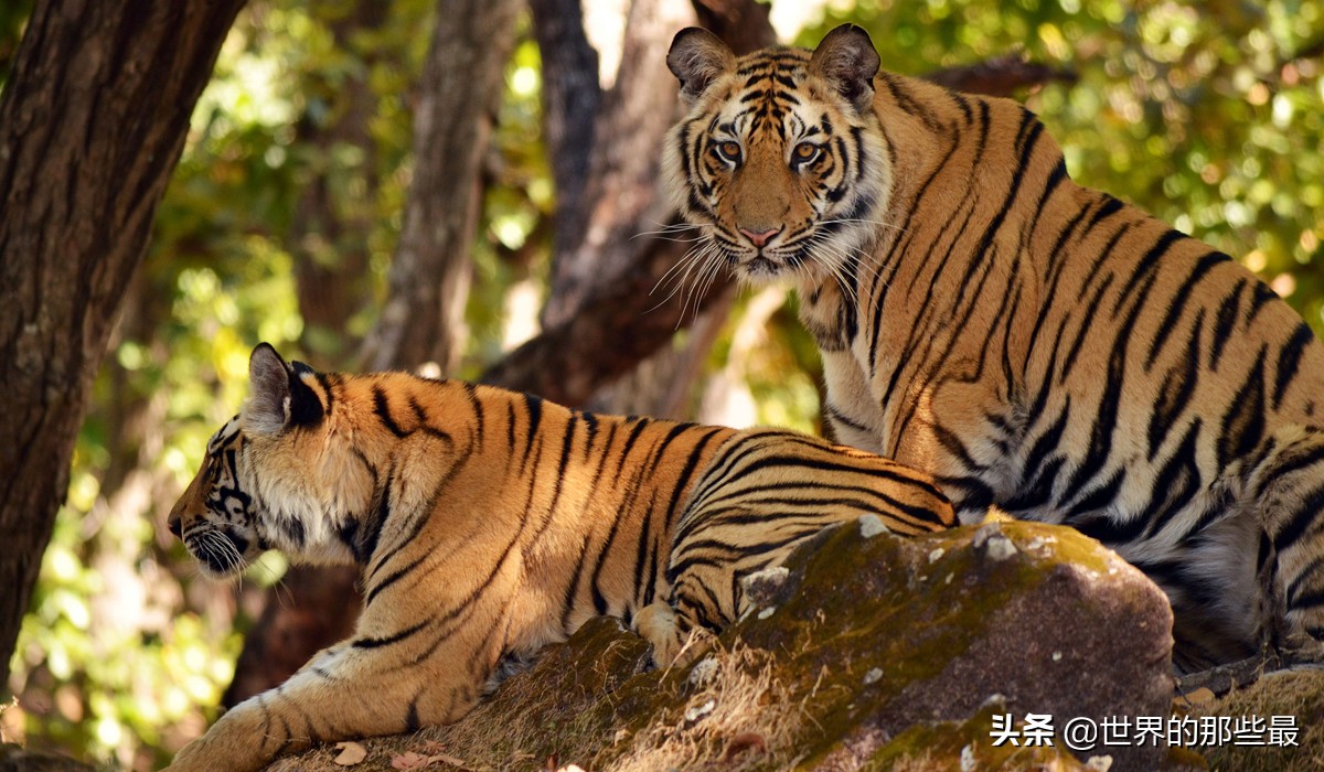 老虎害怕狮子吗,老虎害怕熊么