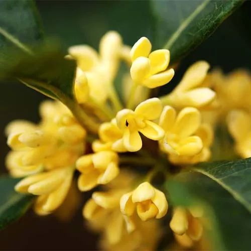 全部金木水火土五行五系植物介绍,五种植物代表五行